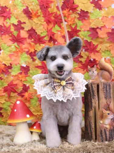 20241124シルヴァくん